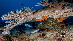 Two small white tip reef sharks live under the hard coral... by Qunyi Zhang 